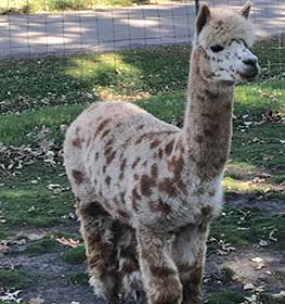 Leeroy Spots